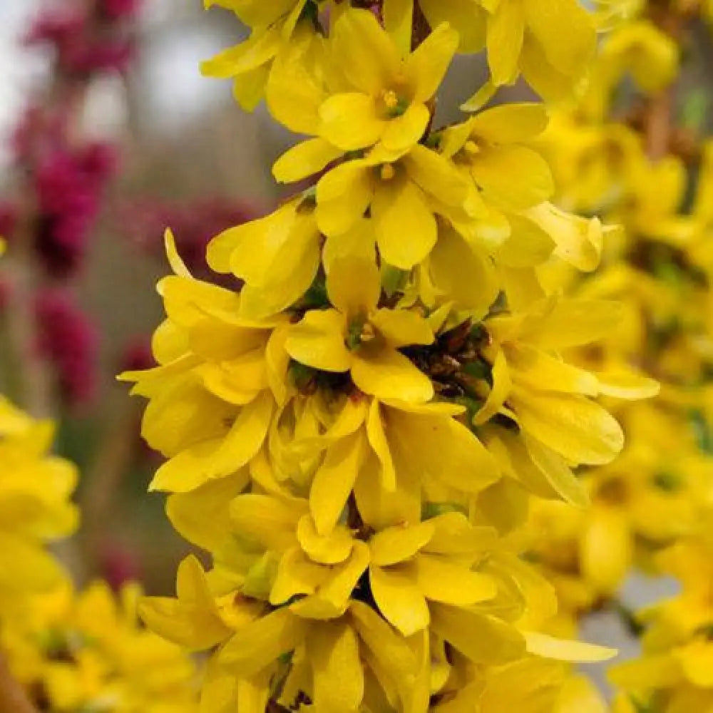 Show Off Starlet® Forsythia Shrub