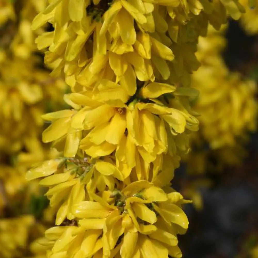 Show Off Starlet® Forsythia Shrub