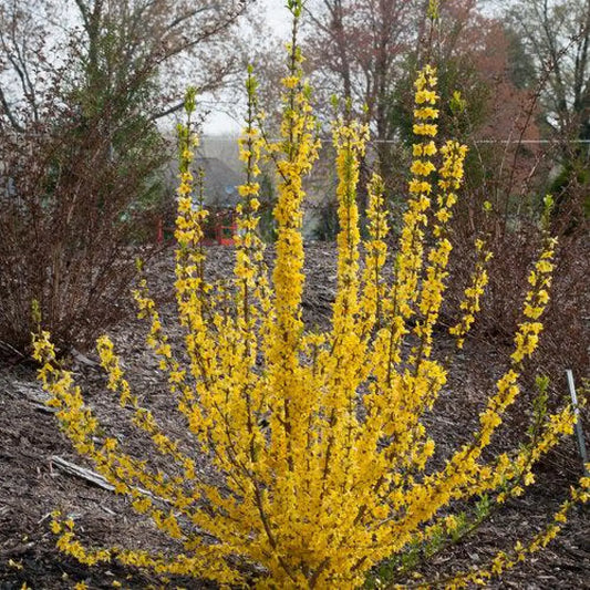 Show Off Starlet® Forsythia Shrub