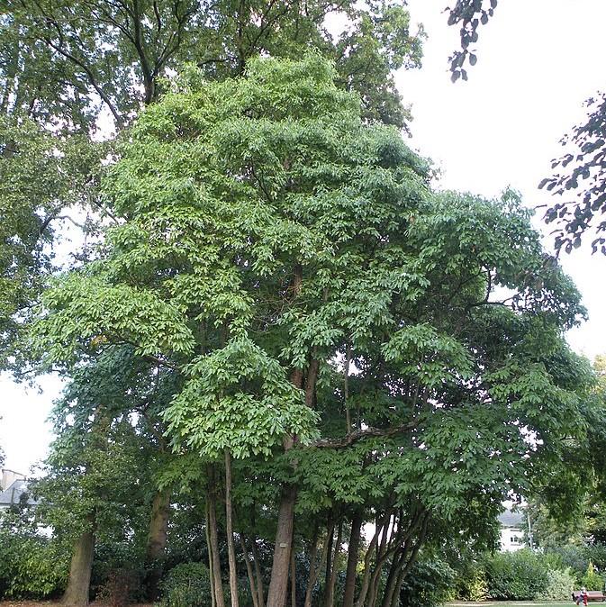 Sassafras albidum  - Sassafras