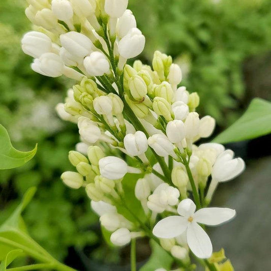 Angel White Lilac