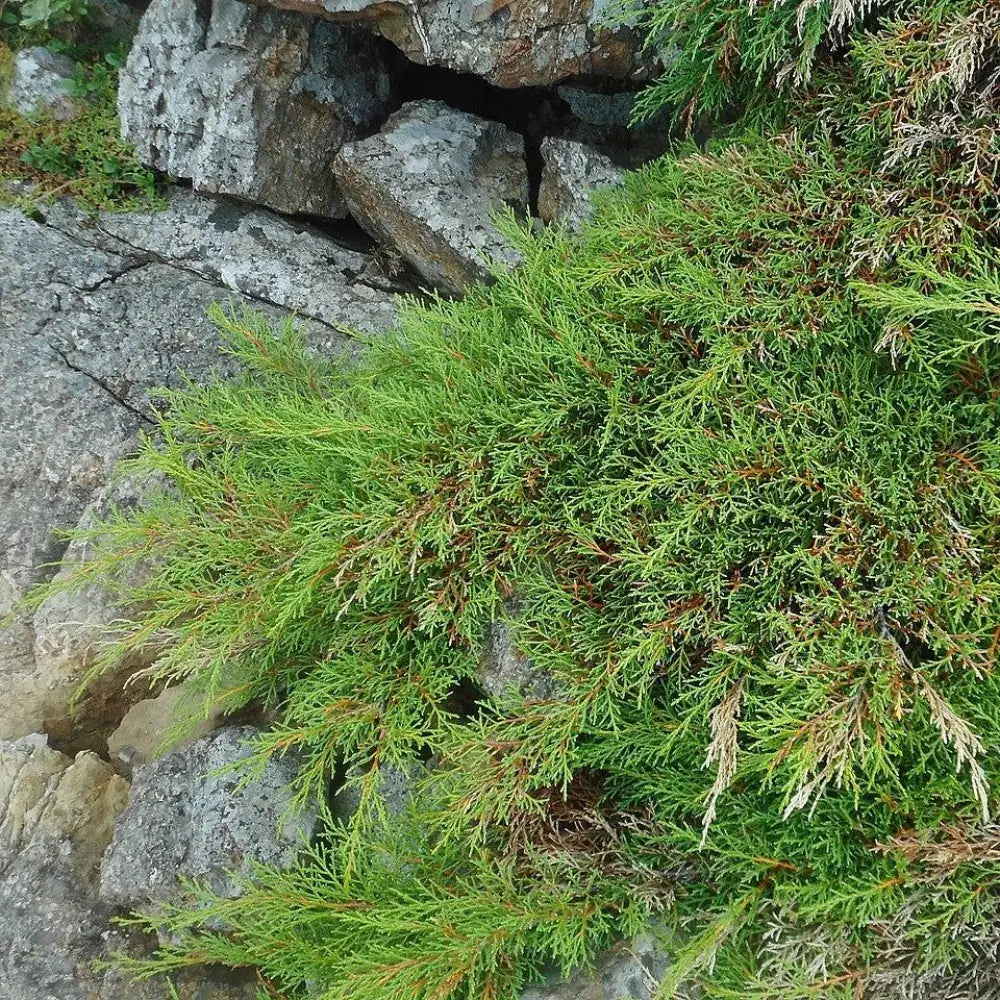 Siberian Cypress Siberian Carpet Cypress Shrub