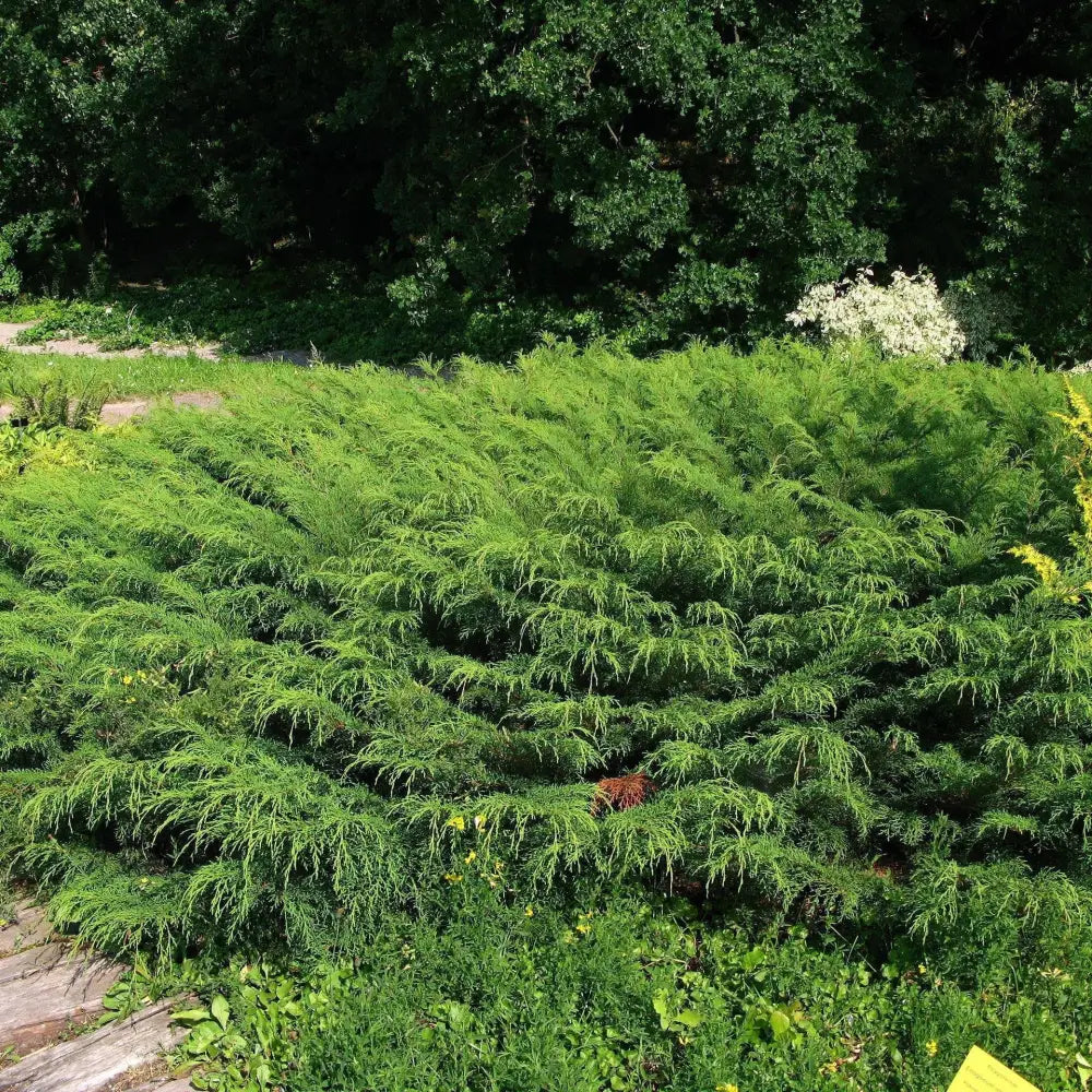 Siberian Cypress Siberian Carpet Cypress Shrub
