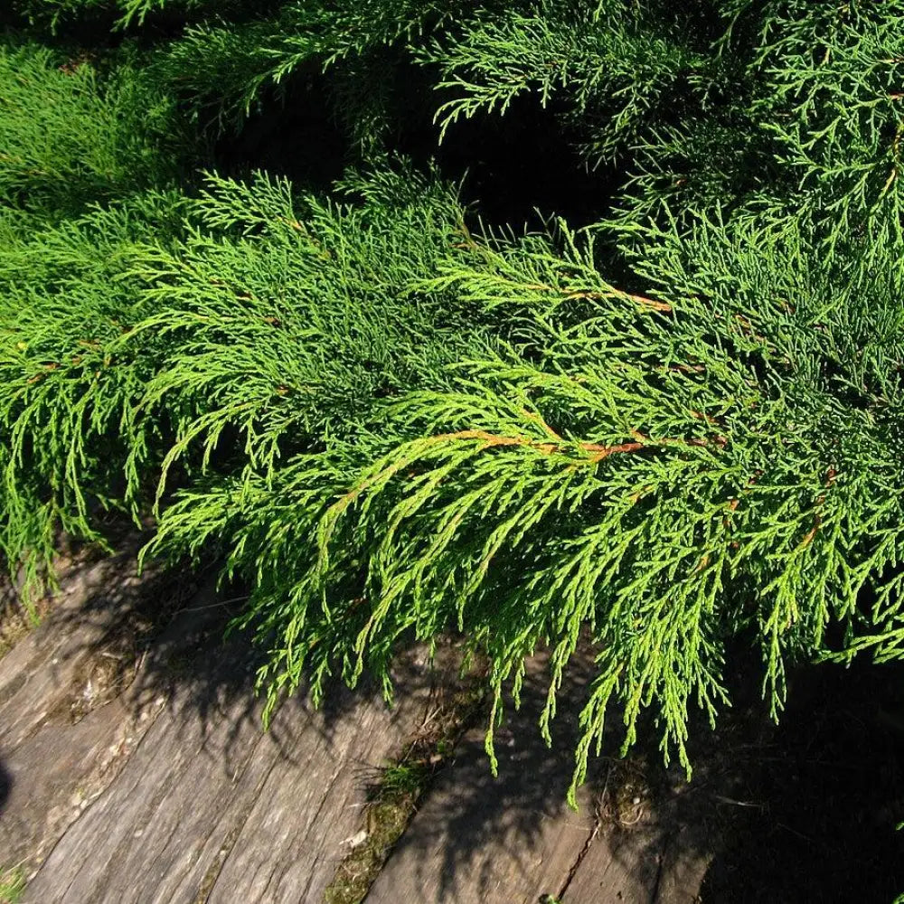 Siberian Cypress Siberian Carpet Cypress Shrub