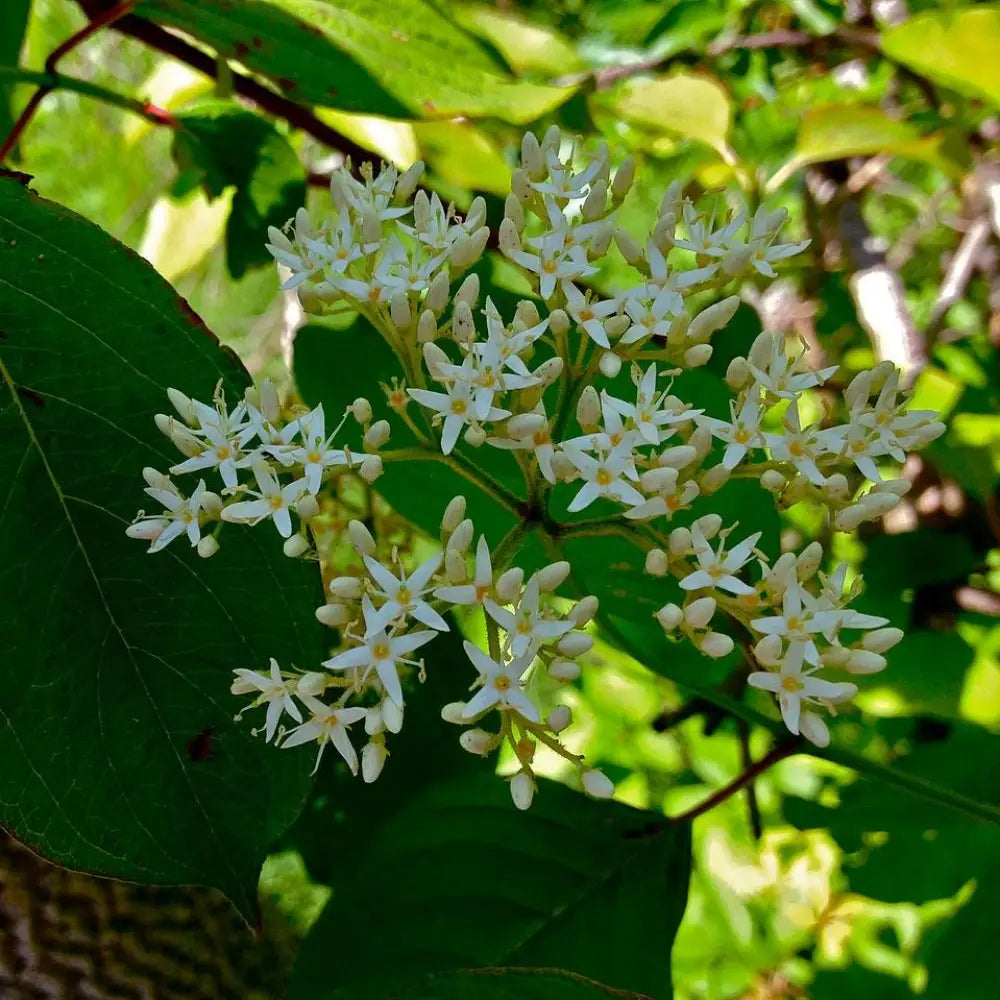 Silky Dogwood 3 GALLON Shrub