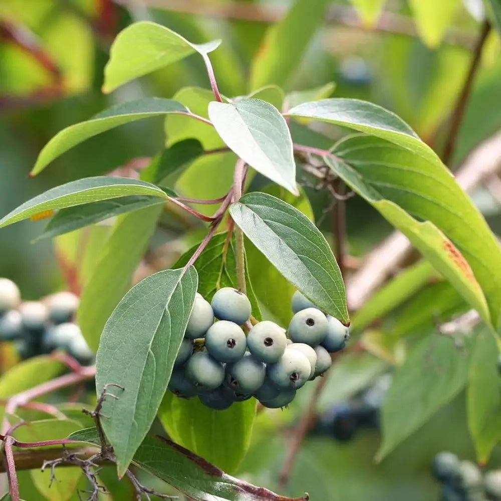 Silky Dogwood 3 GALLON Shrub