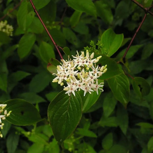 Silky Dogwood 3 GALLON Shrub