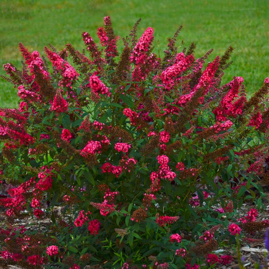 Buddleia davidii 'Prince Charming'  - Monarch® Prince Charming Butterfly Bush