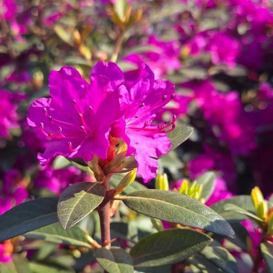 Rhododendron 'PJM Elite Star'  - PJM Elite Star Rhododendron