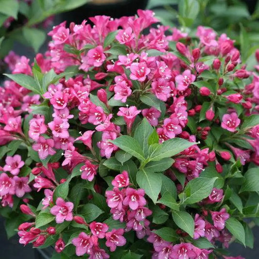 Snippet® Dark Pink Weigela Shrub