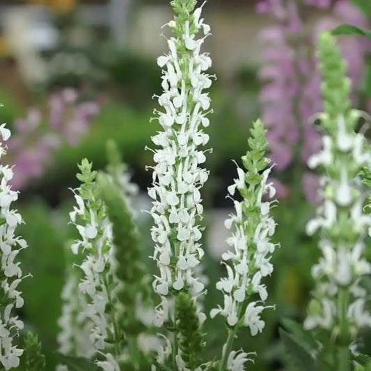 Snow Hill Meadow Sage 1 GALLON Perennial