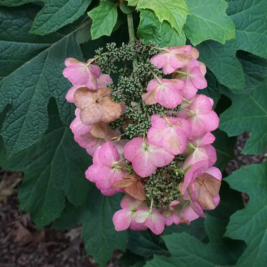 Snow Queen Hydrangea 3 GALLON Shrub