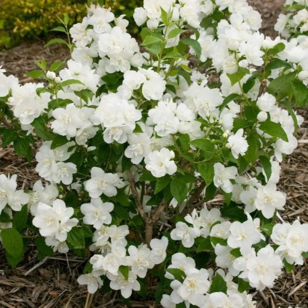 Snow White™ Mockorange 3 GALLON Shrub