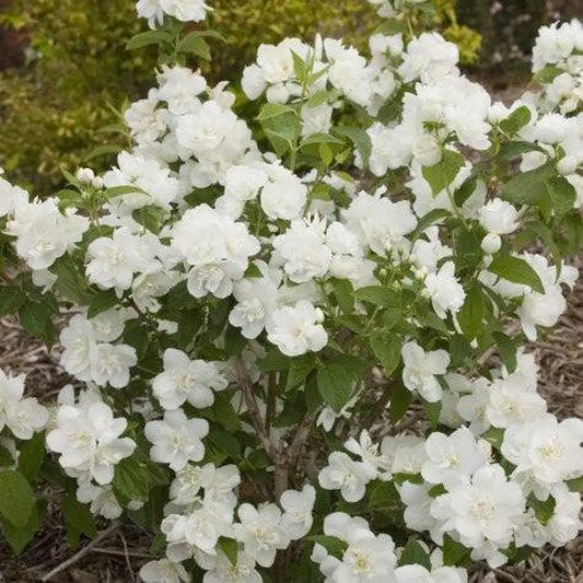 Snow White™ Mockorange 3 GALLON Shrub