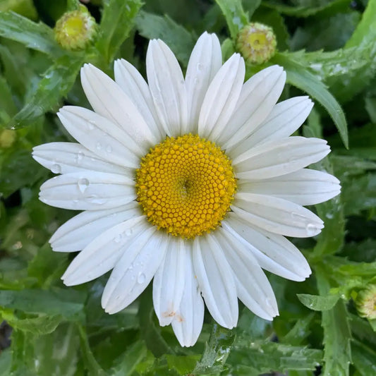 Snowcap Shasta Daisy Perennial
