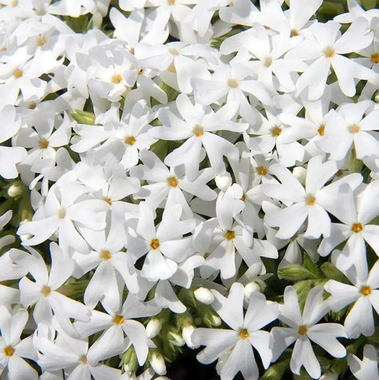 Snowflake Creeping Phlox 1 GALLON Perennial