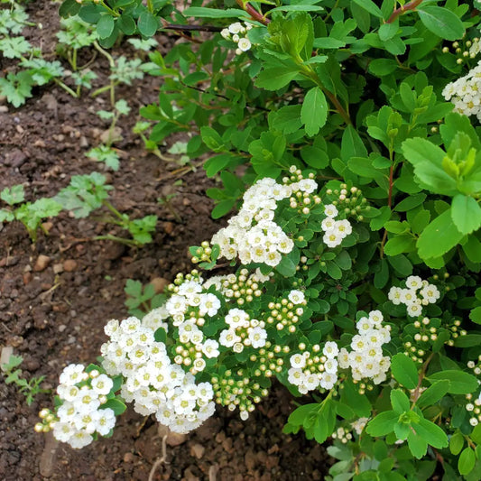 Snowmound Spirea 3 GALLON Shrub
