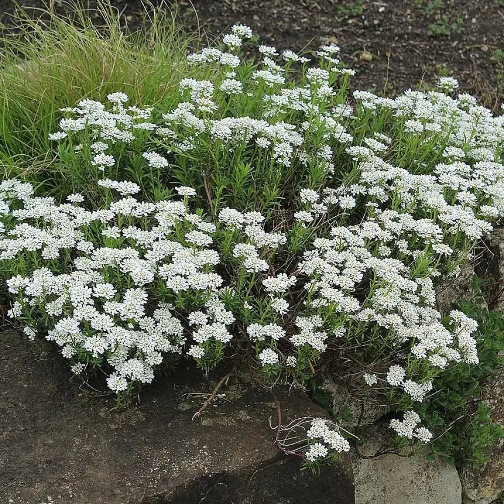 Snowsurfer™ Candytuft 1 GALLON Perennial