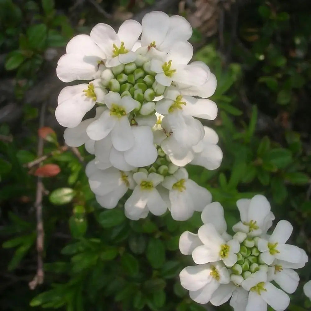 Snowsurfer™ Candytuft 1 GALLON Perennial