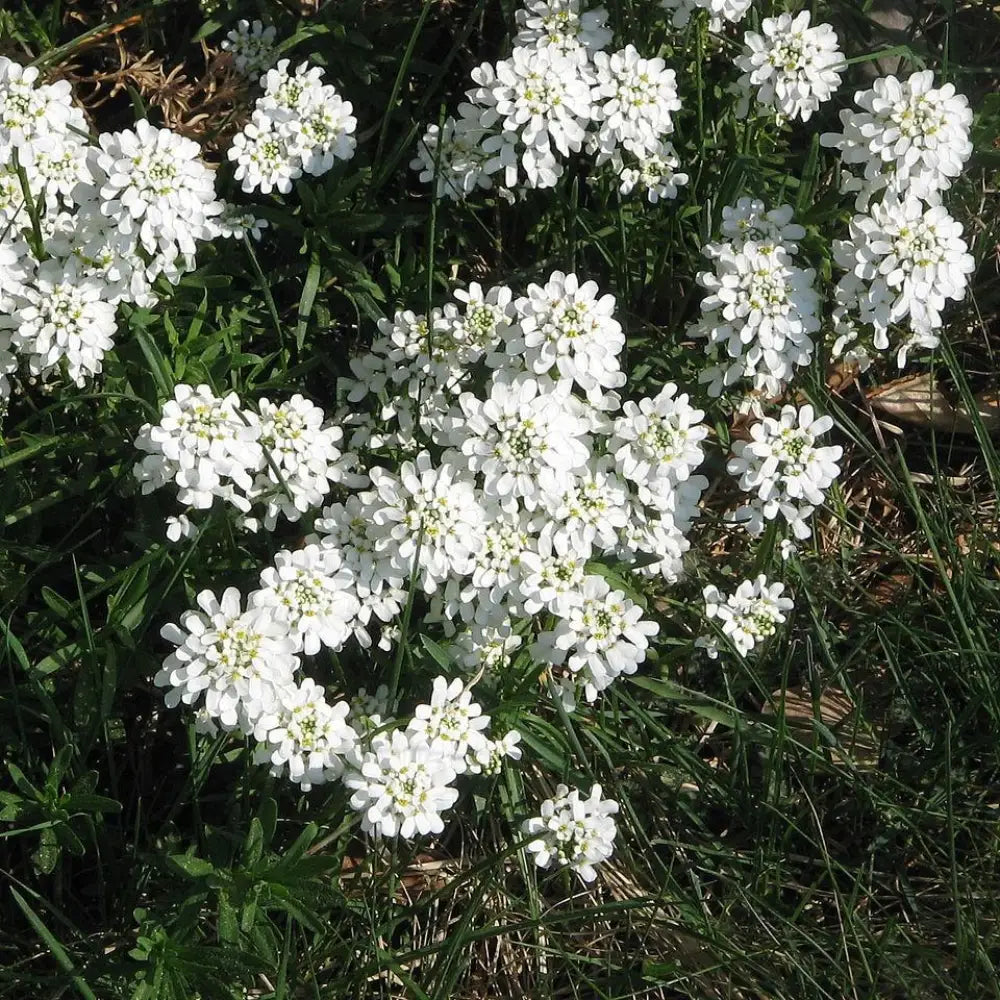Snowsurfer™ Candytuft 1 GALLON Perennial