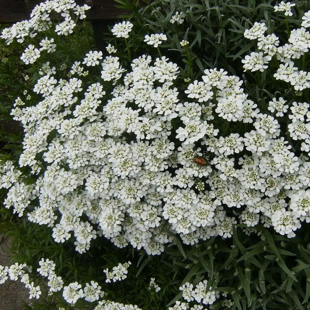 Snowsurfer™ Candytuft 1 GALLON Perennial