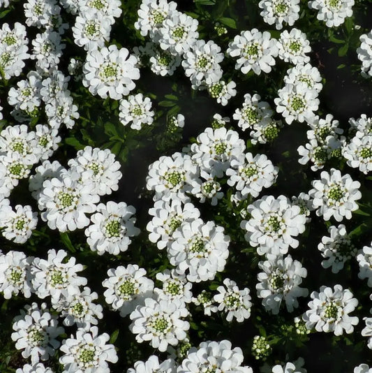 Snowsurfer™ Candytuft 1 GALLON Perennial