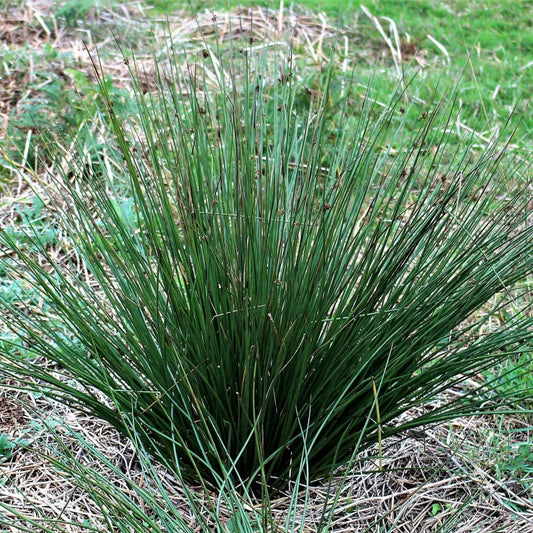 Soft Rush Ornamental Grass