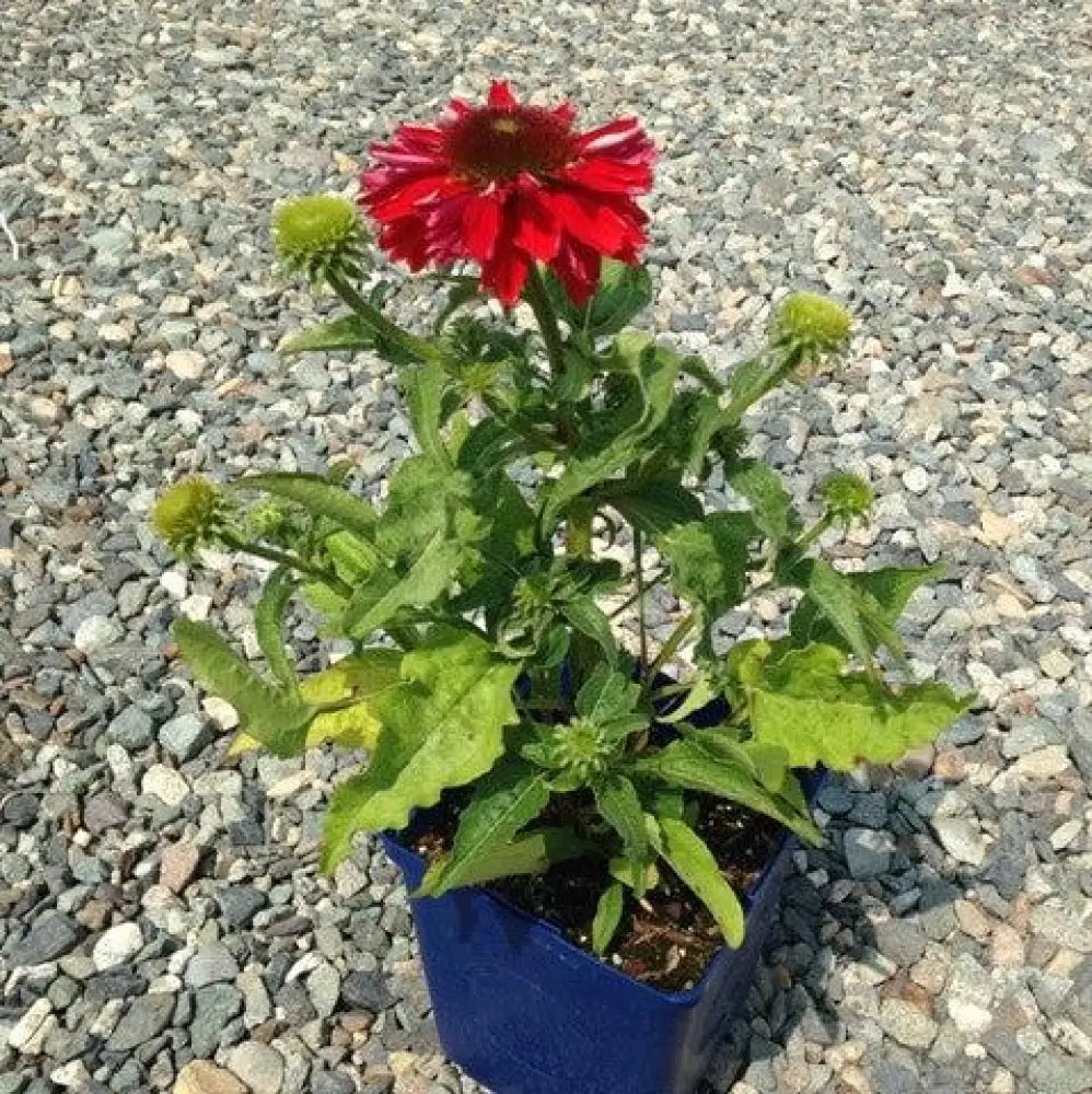 Sombrero® Salsa Red Coneflower 1 GALLON Perennial