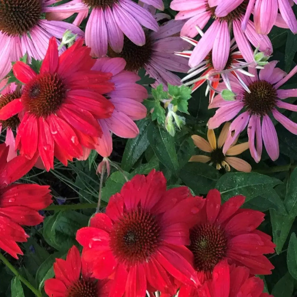 Sombrero® Salsa Red Coneflower 1 GALLON Perennial