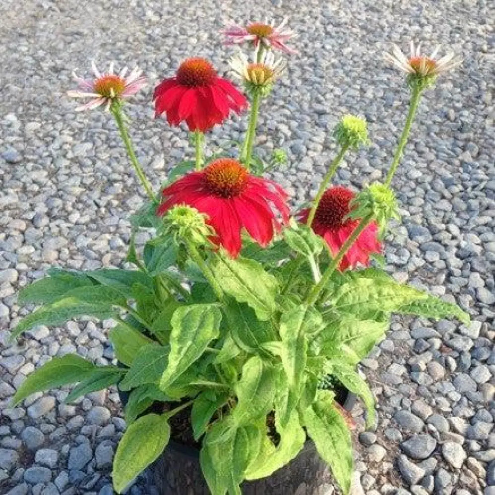 Sombrero® Salsa Red Coneflower 1 GALLON Perennial