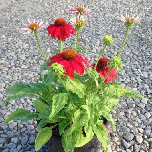 Sombrero® Salsa Red Coneflower 1 GALLON Perennial