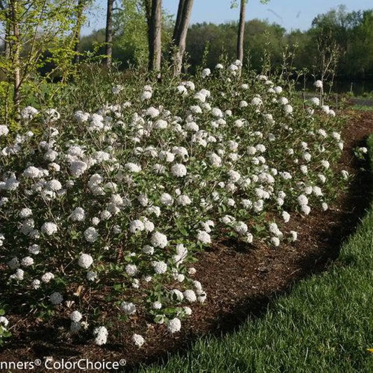 Spice Baby™ Koreanspice Viburnum Shrub