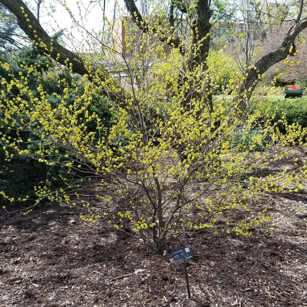 Spice Bush Shrub