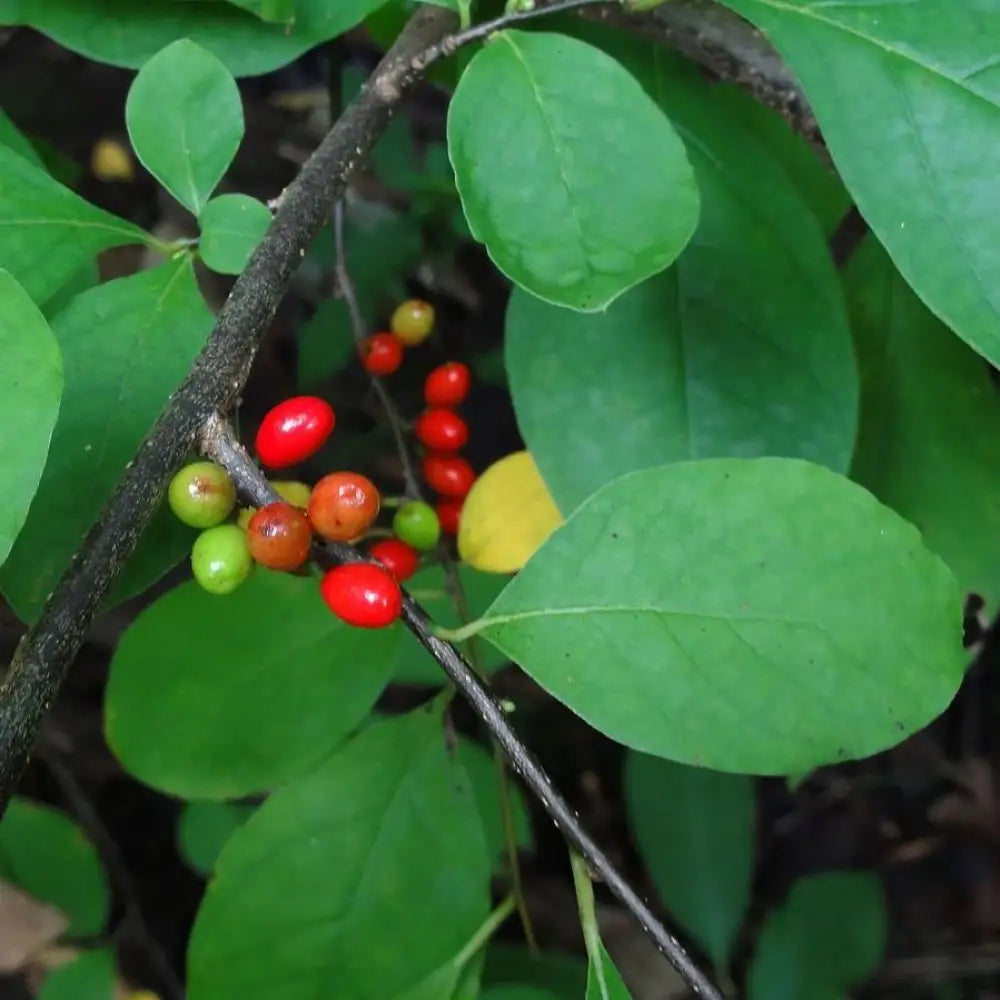 Spice Bush Shrub
