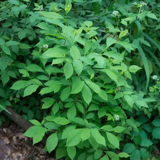 Spice Bush Shrub
