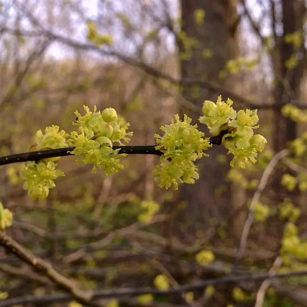 Spice Bush Shrub