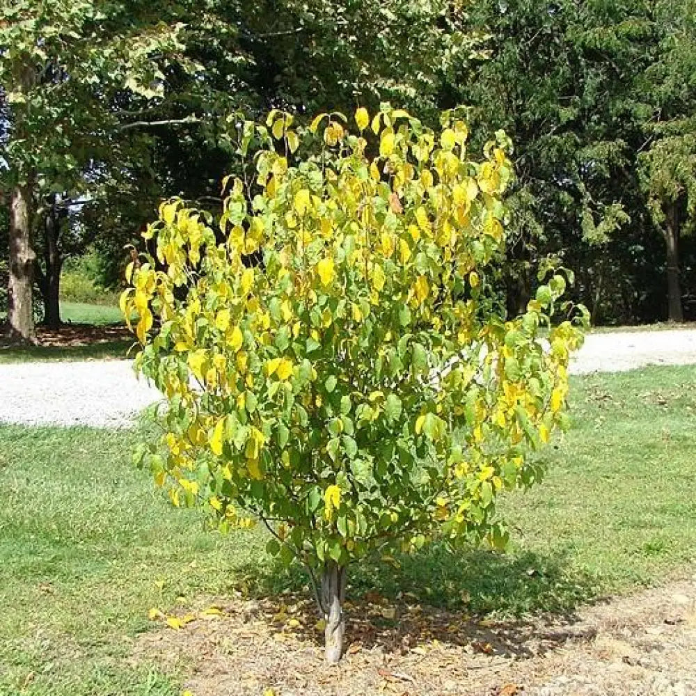 Spice Bush Shrub