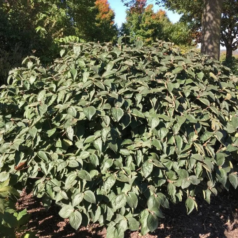Spice Island™ Korean Spice Viburnum Shrub