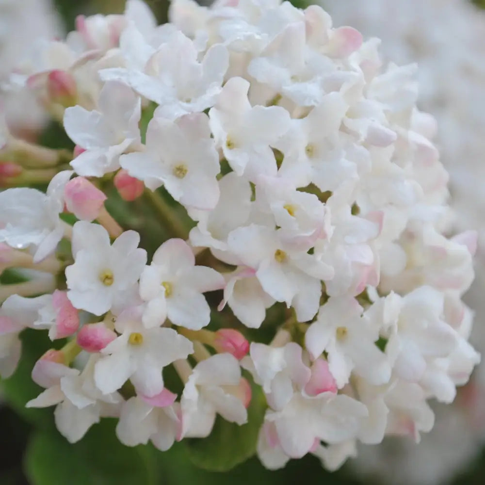 Spice Island™ Korean Spice Viburnum Shrub
