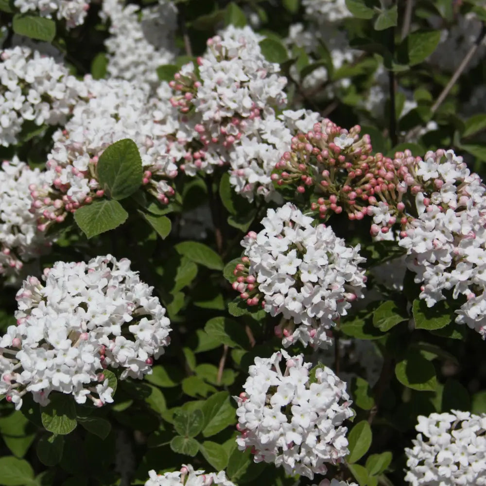 Spice Island™ Korean Spice Viburnum Shrub