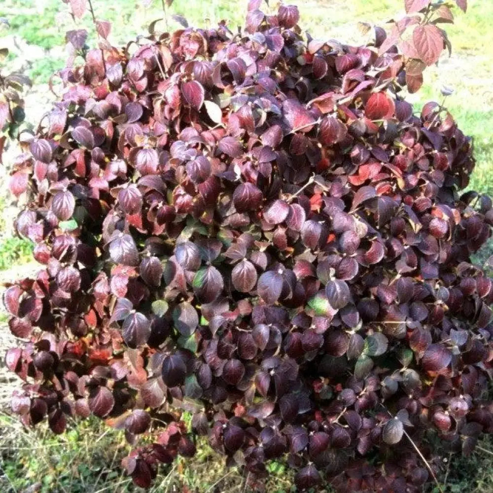 Spice Island™ Korean Spice Viburnum Shrub