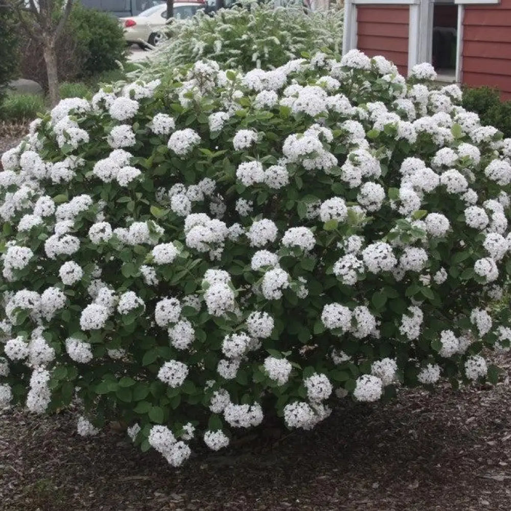 Spice Island™ Korean Spice Viburnum Shrub