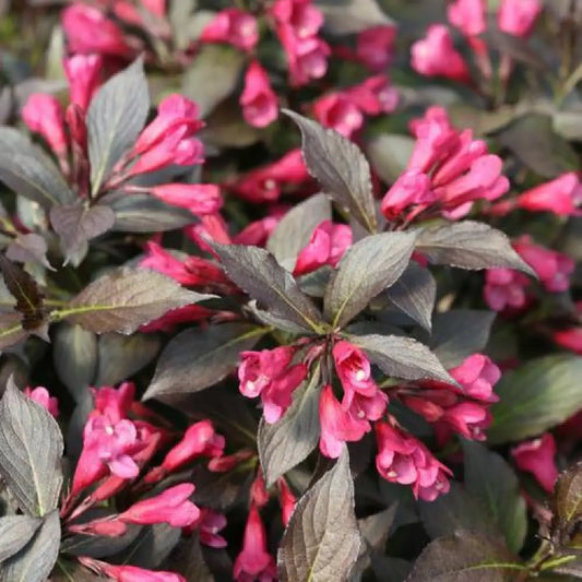 Spilled Wine® Weigela Shrub