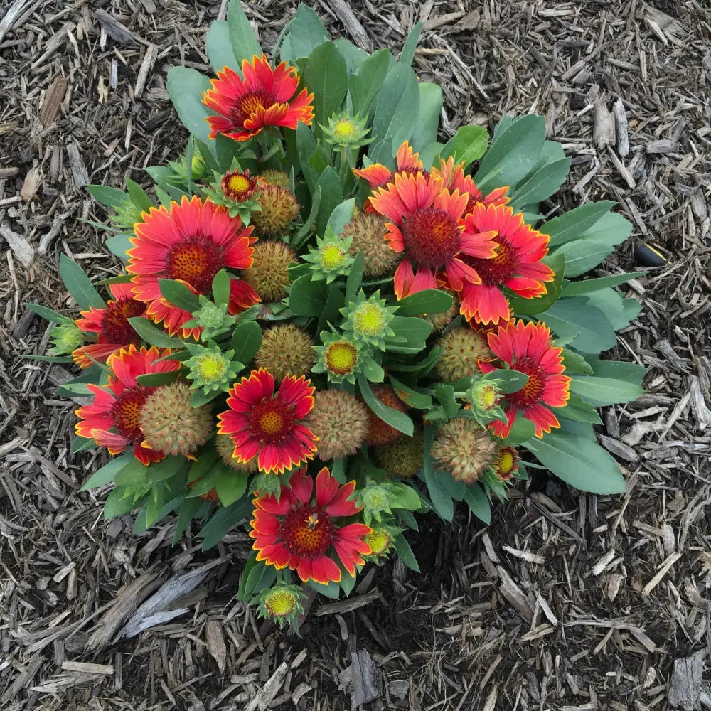 Spintop™ Orange Halo Blanket Flower 1 GALLON Perennial