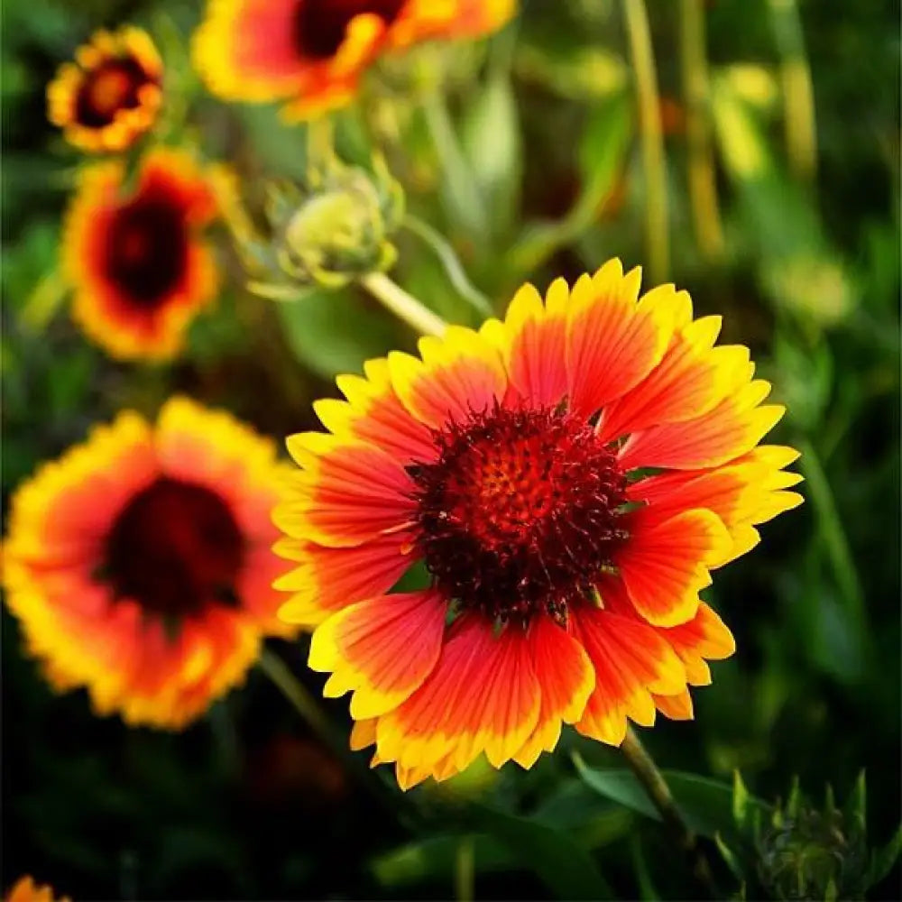 Spintop™ Orange Halo Blanket Flower 1 GALLON Perennial