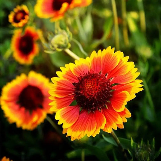 Spintop™ Orange Halo Blanket Flower 1 GALLON Perennial