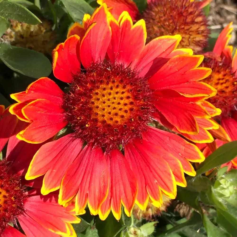 Spintop™ Orange Halo Blanket Flower 1 GALLON Perennial