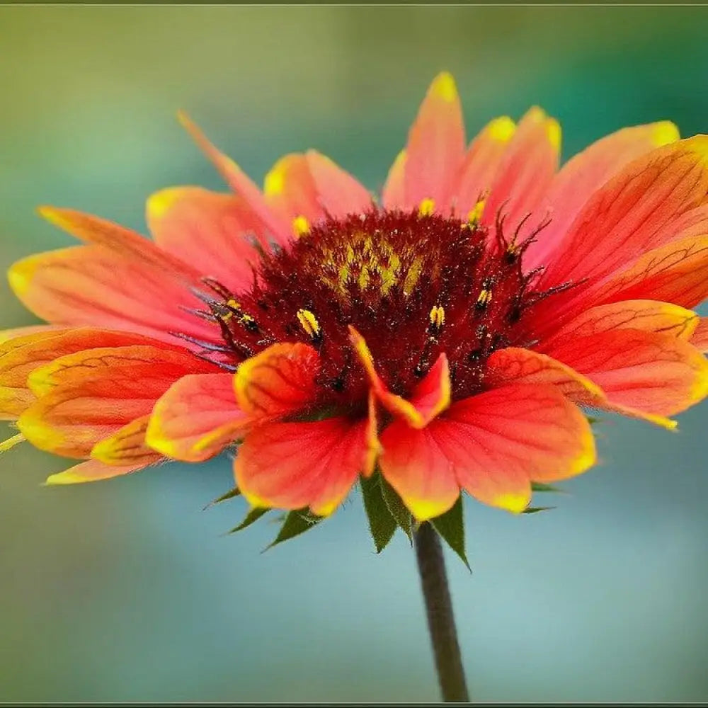 Spintop™ Orange Halo Blanket Flower 1 GALLON Perennial