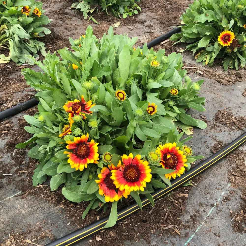 Spintop™ Red Starburst Blanket Flower 1 GALLON Perennial