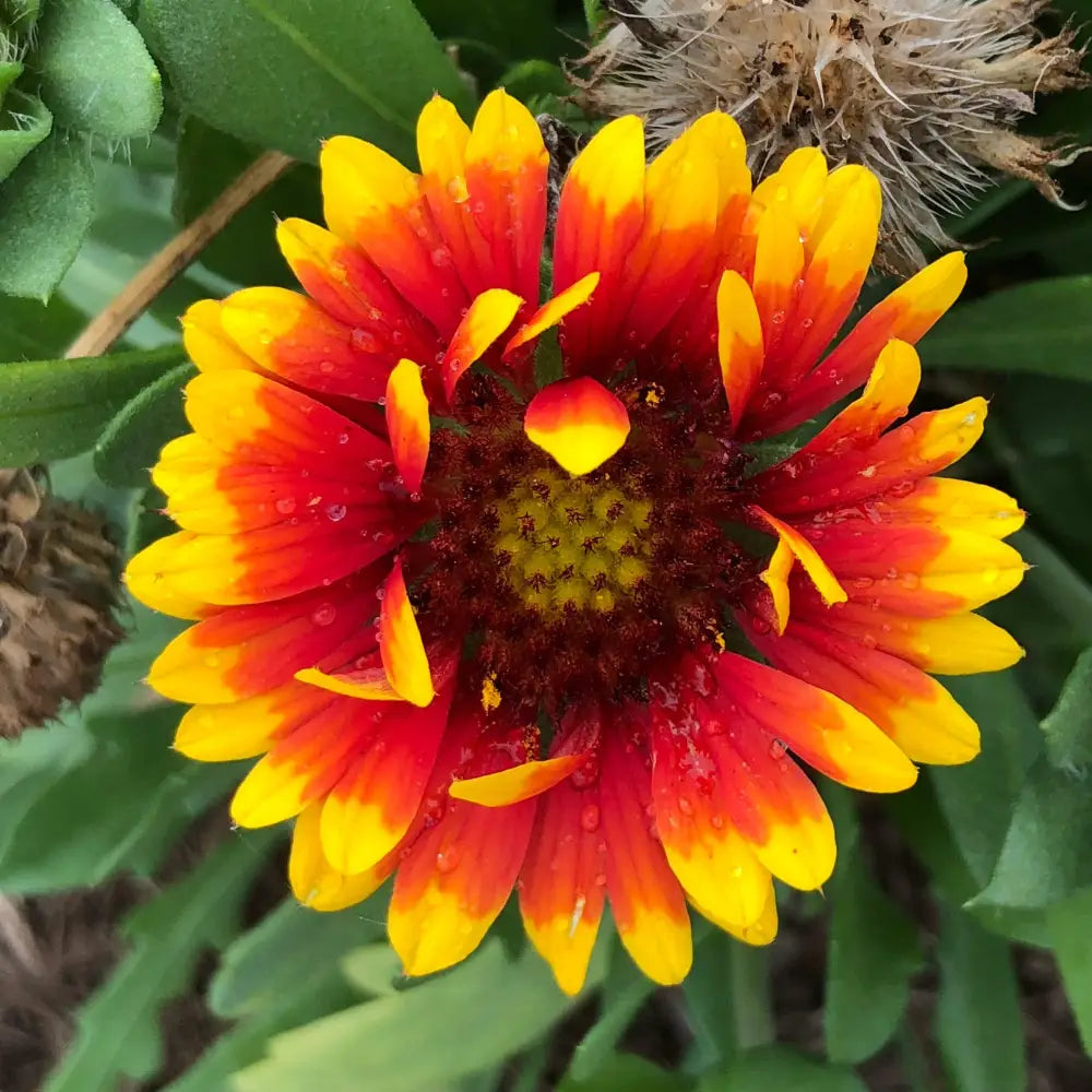 Spintop™ Red Starburst Blanket Flower 1 GALLON Perennial